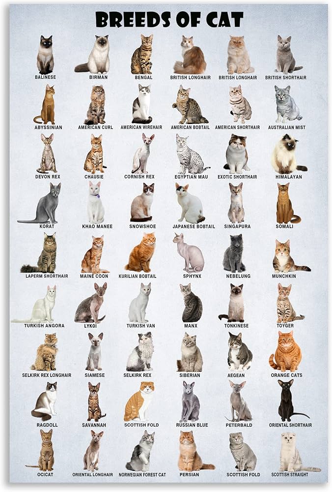 Amazon.com: HLLNWB Breeds of Types Cat of The World Funny Poster