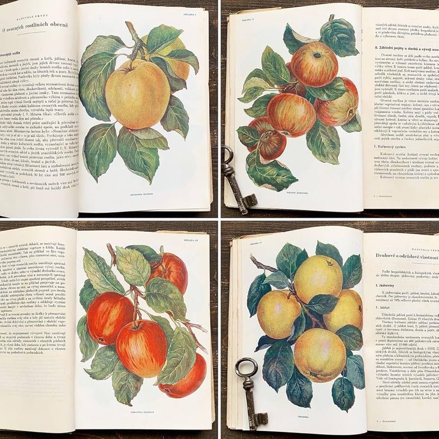Amazon.co.jp: チェコの古い果物の図鑑(OVOCNARSTVI 1953年