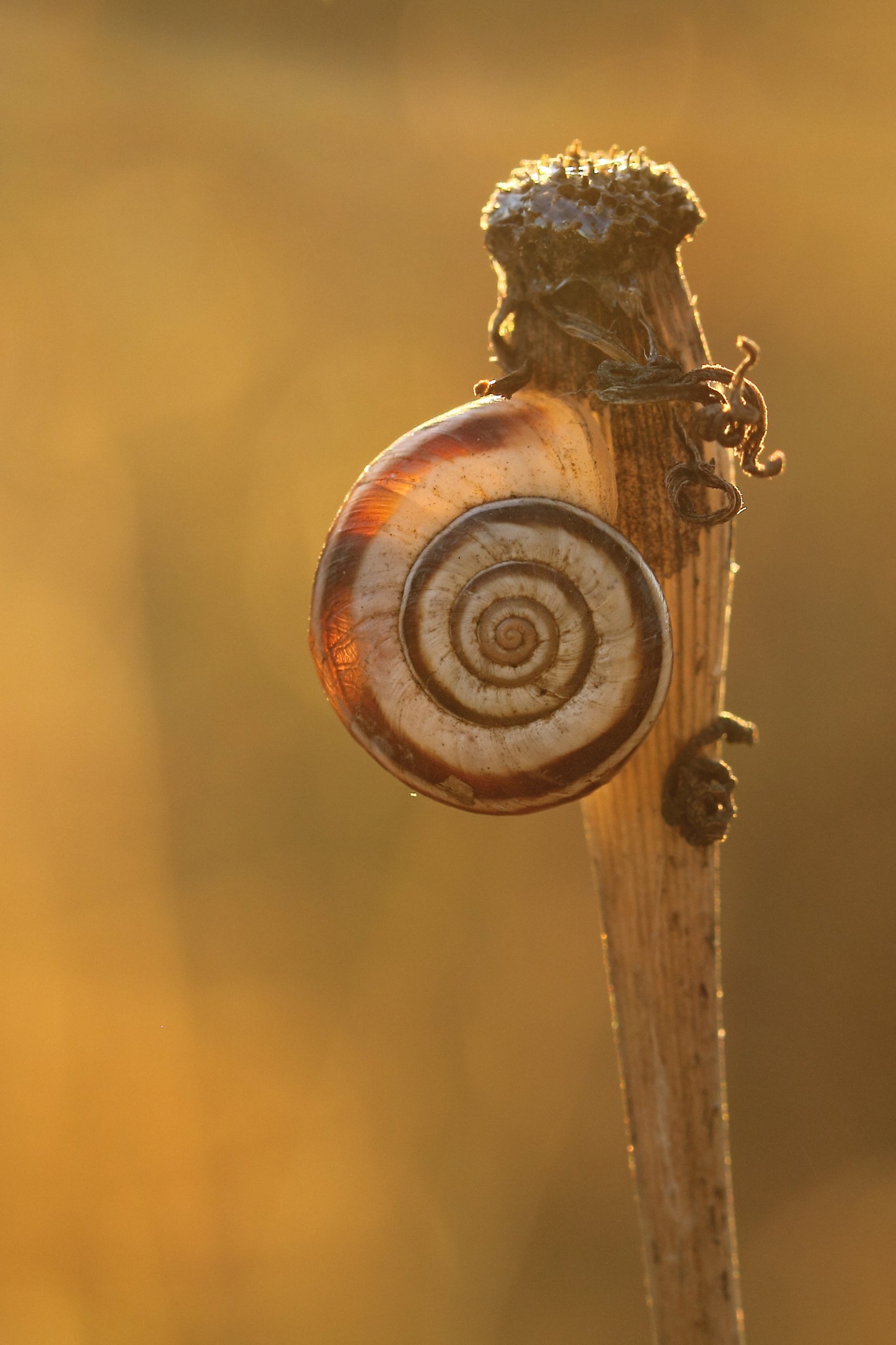 Amazon.co.jp: TAMRON 単焦点マクロレンズ SP 90mm F2.8 Di MACRO 1:1
