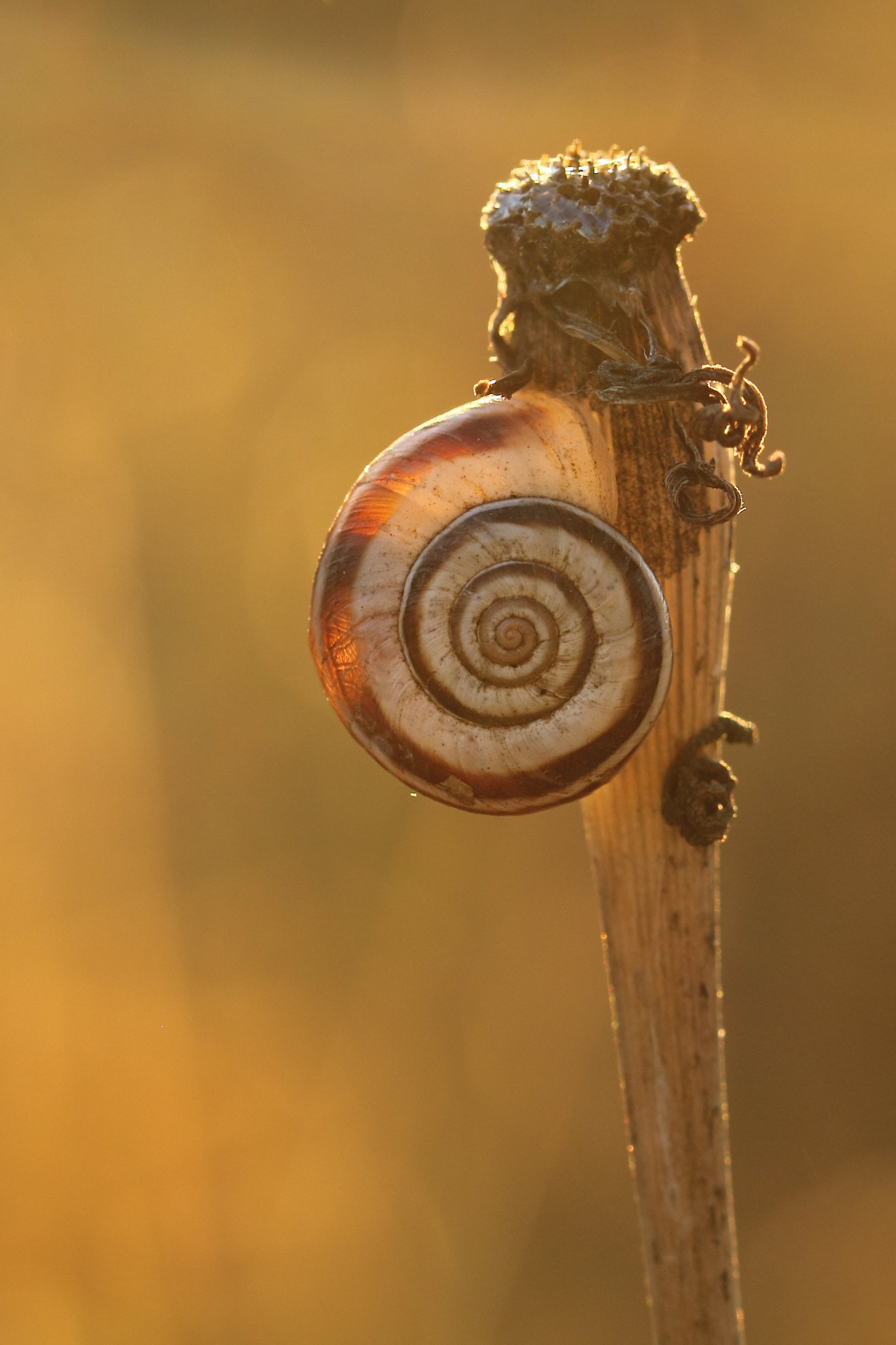 Amazon.co.jp: TAMRON 単焦点マクロレンズ SP 90mm F2.8 Di MACRO 1:1