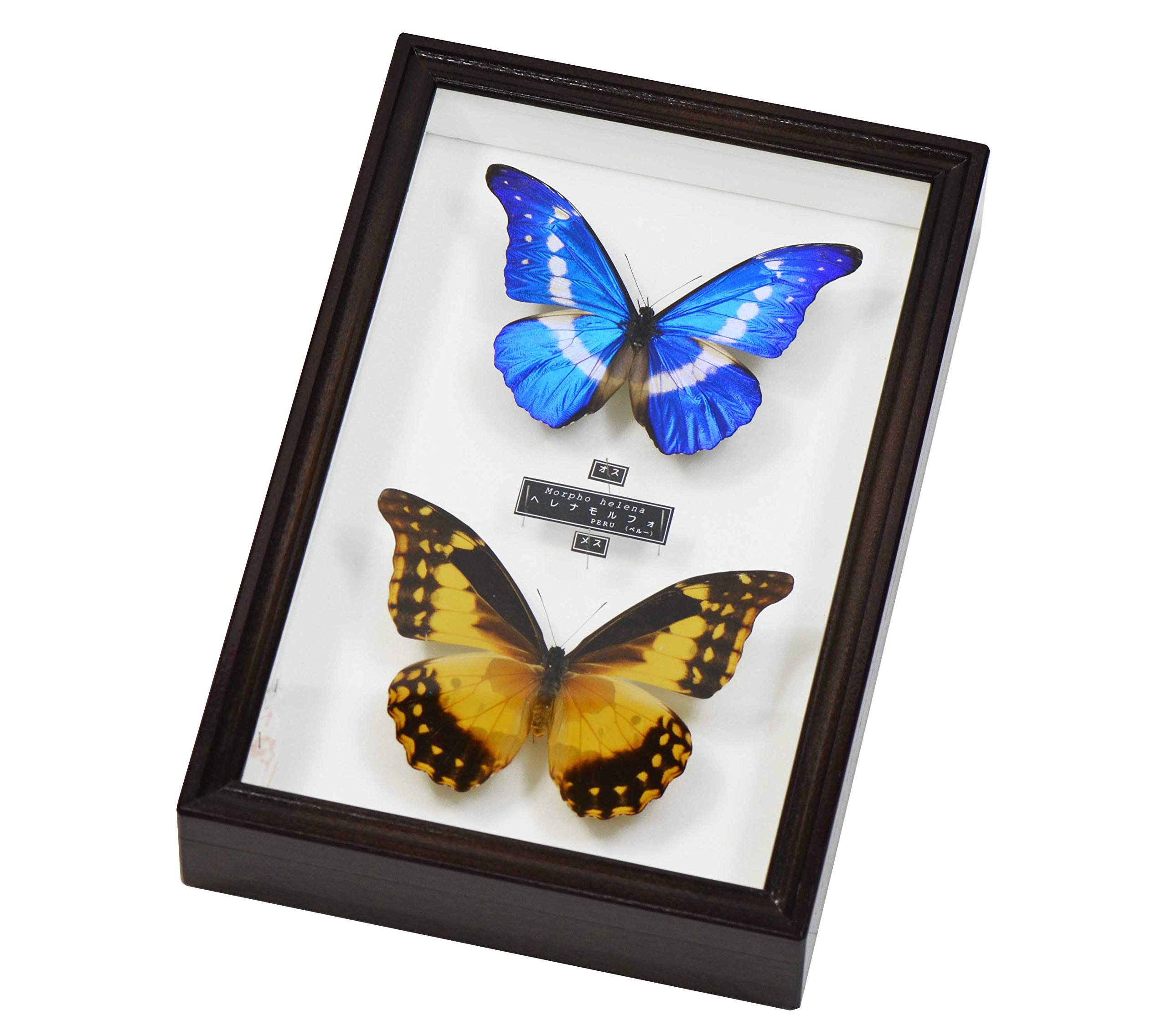 Amazon | 美しい蝶の標本 世界で最も美しい蝶 ヘレナモルフォの雄 と
