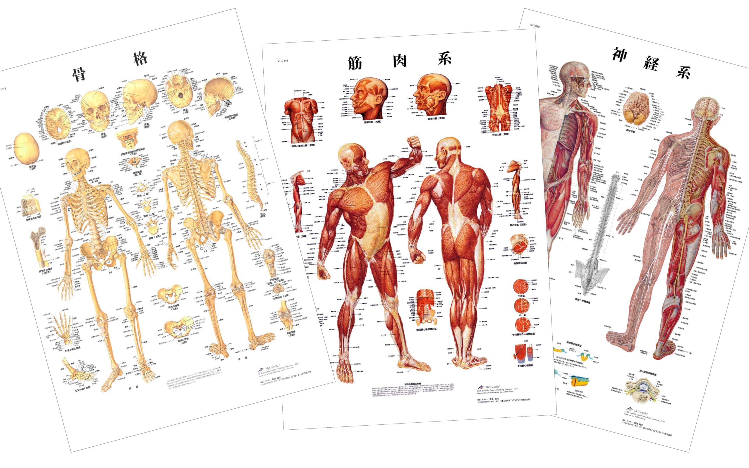 Amazon.co.jp: 全身の骨格・筋肉・神経を確認できます，人体解剖