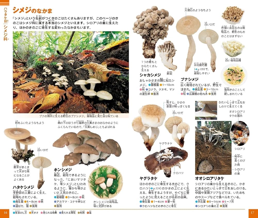 きのこ (小学館の図鑑NEO POCKET 13) | 保坂 健太郎, 大作 晃一 |本