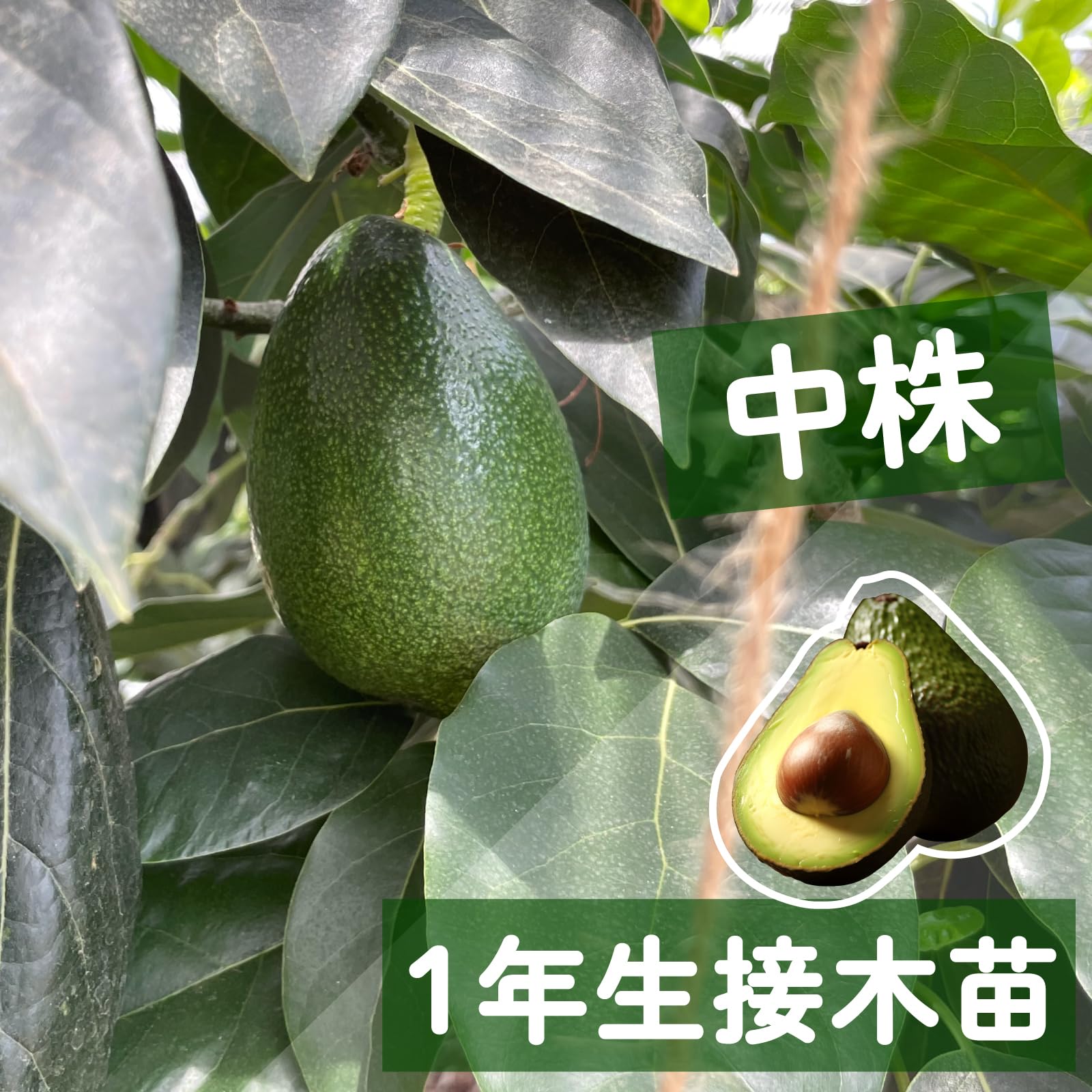 Amazon.co.jp: 【予約受付中】【2026年3月下旬～発送】アボカド 品種