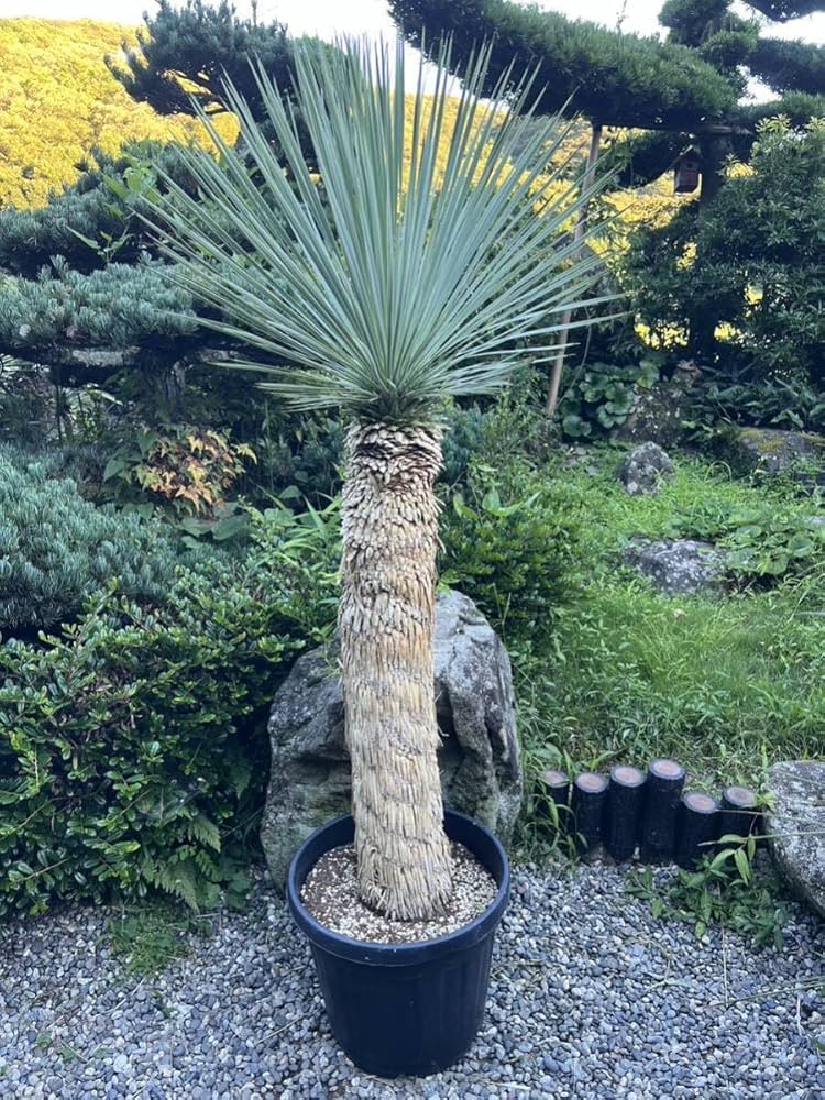 ユッカ ロストラータ Hybrid No.3 ユッカ ロストラータ 3ヘッド 【公式