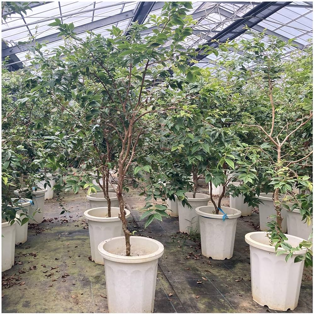 Amazon.co.jp: ジャボチカバ苗 (四季なり種) 実生苗（1鉢）（結実経験