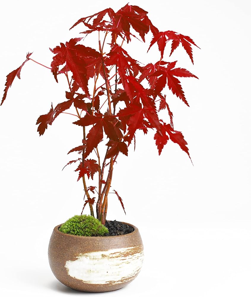 Amazon｜盆栽妙 山もみじ丸鉢 ミニ盆栽 紅葉 鉢植え 観葉植物 敬老の日