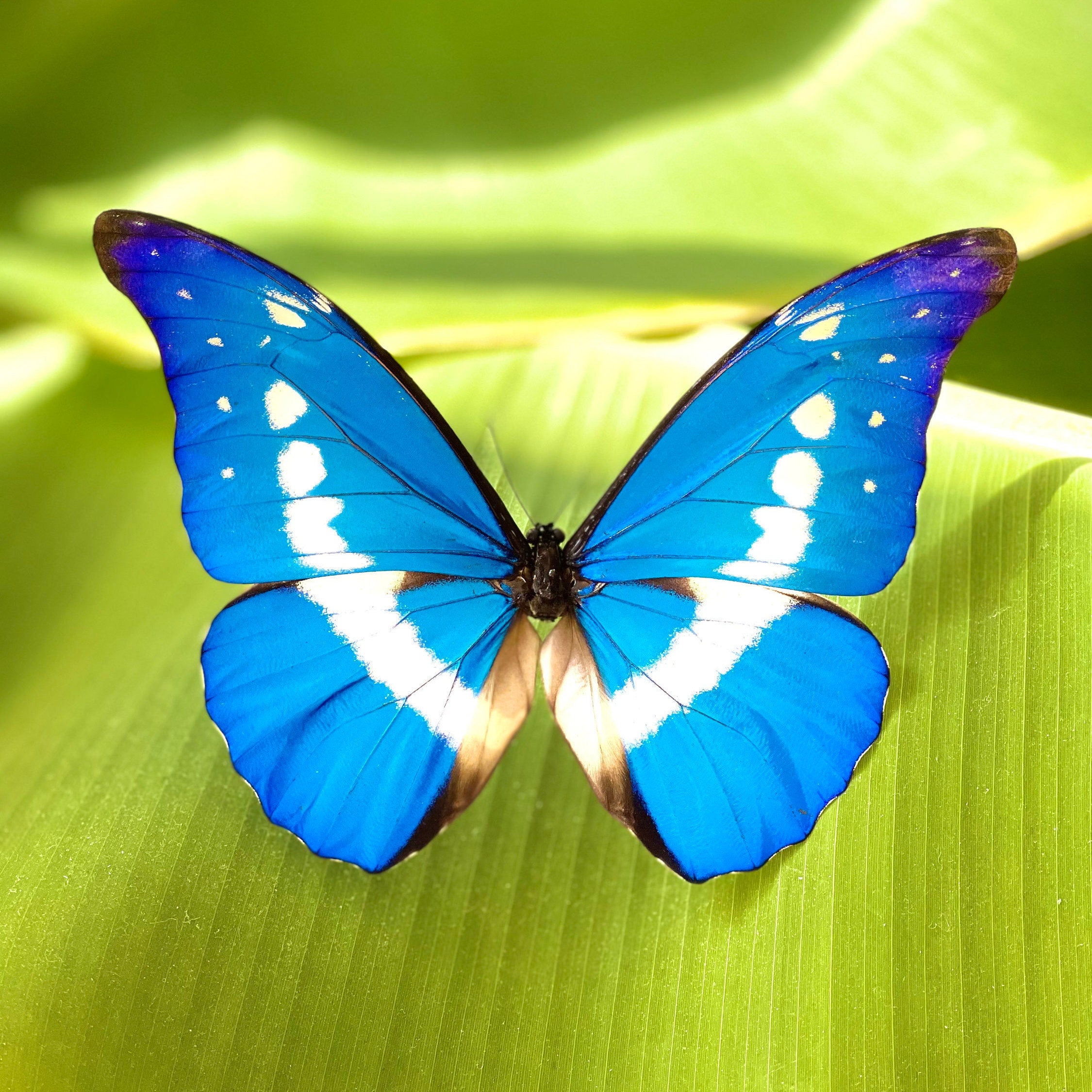 Framed real Morpho helena butterfly – Micro Giants