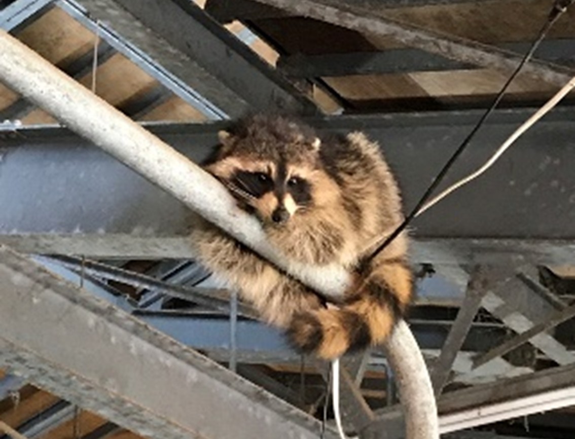 野生動物の法獣医学と野生動物医学の現状【第11回】野生動物医学とワン