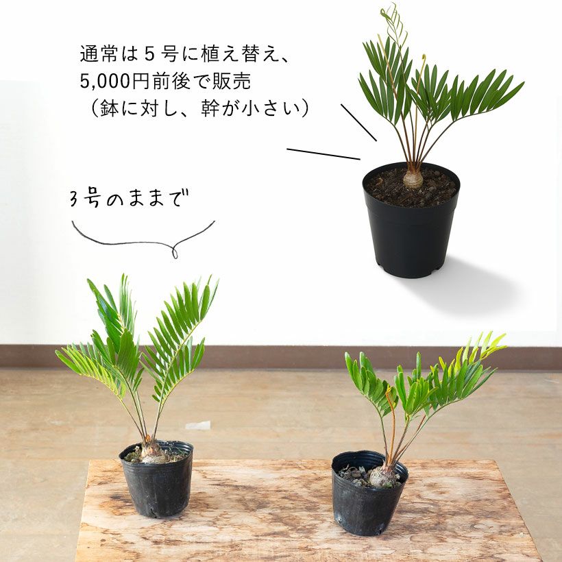 ザミアフロリダーナ細葉で成長速度遅い｜徒長せず詰まった株です