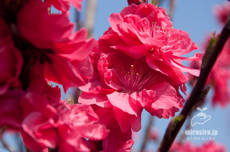 モモ（ハナモモ）