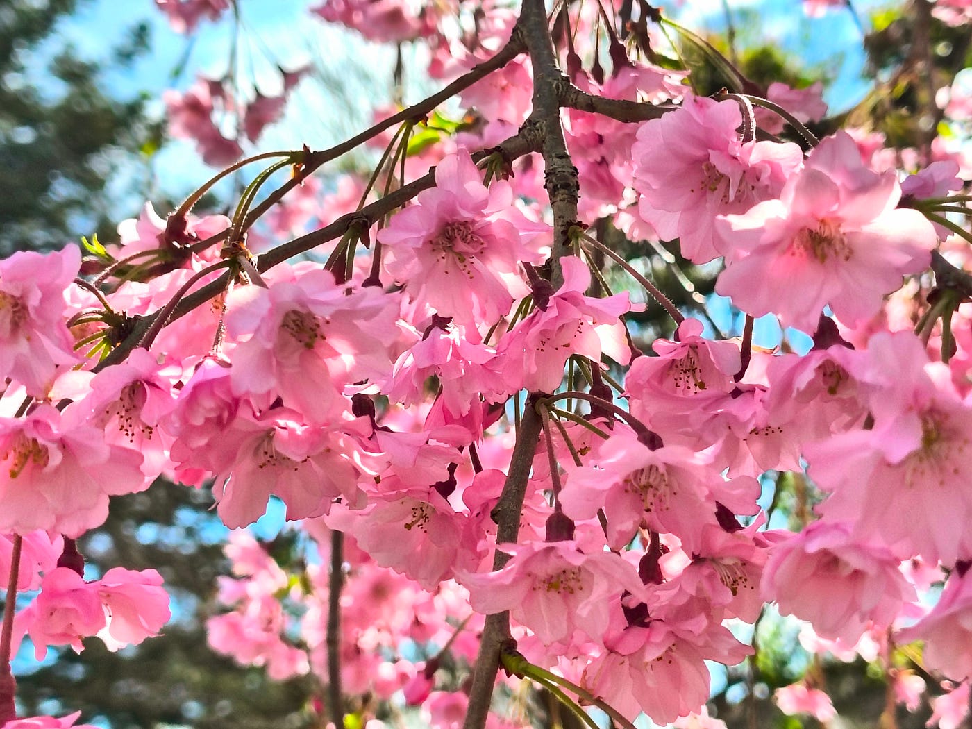 Eight Cool Facts About the Cherry Blossom Tree | by Alia Savage