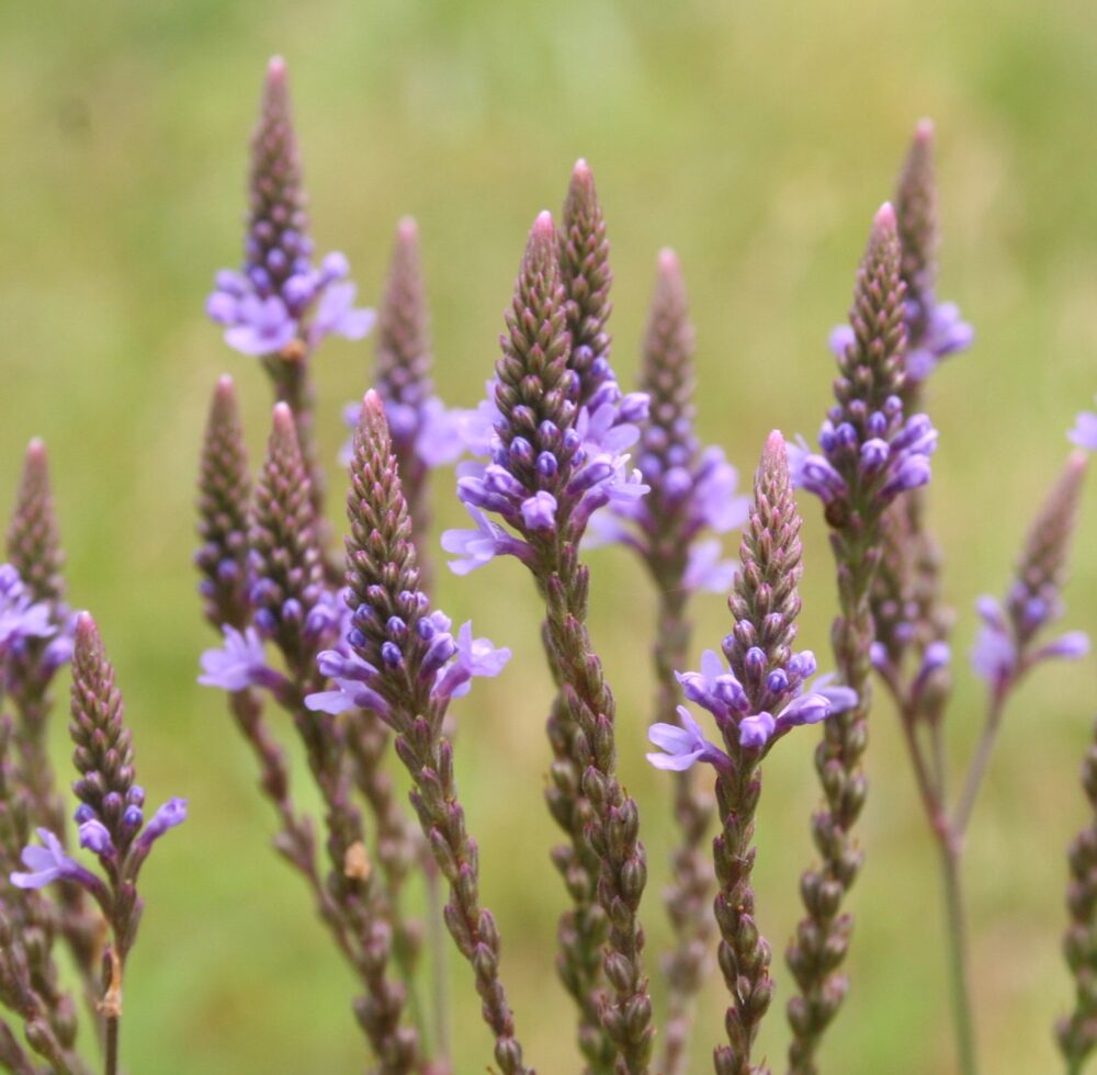 Blue Vervain (Verbena hastata) Six-Pack Plugs | Native Wetland