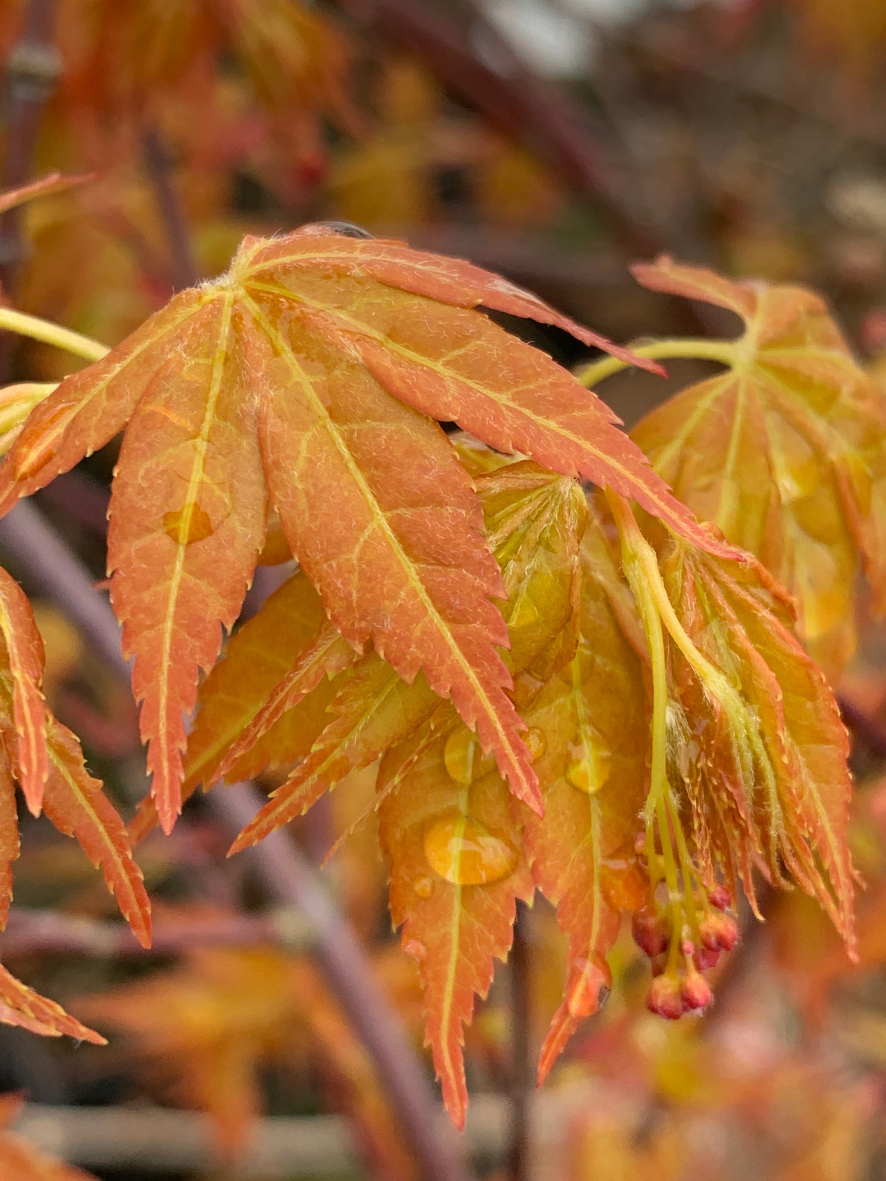 Buy Acer palmatum Alans Gold Pinebark Japanese Maple — Mr Maple