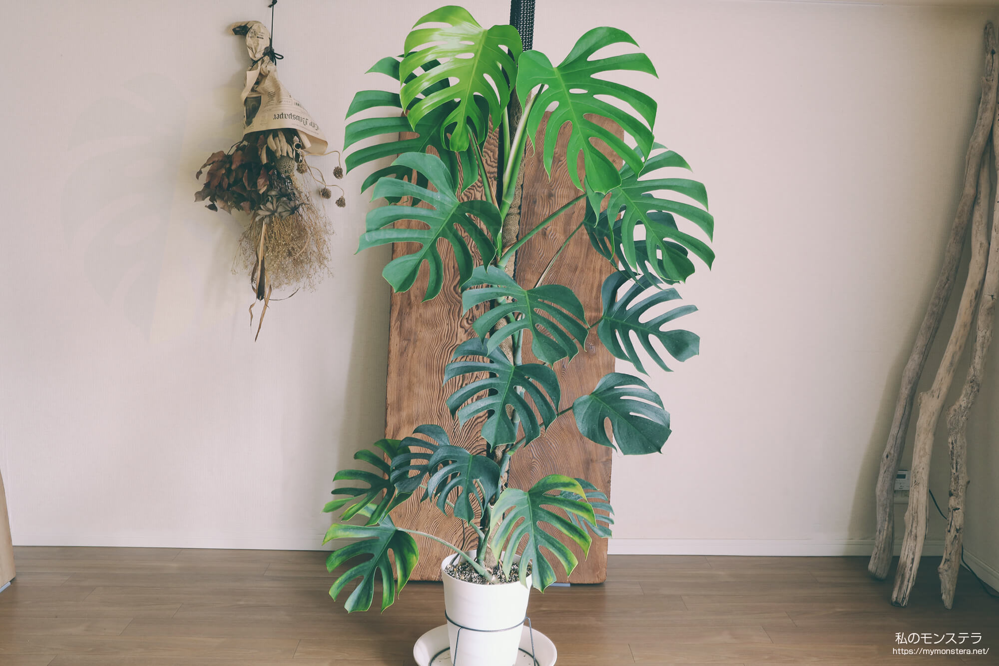 モンステラデリシオーサマクロコズム( Monstera Deliciosa Macrocosm