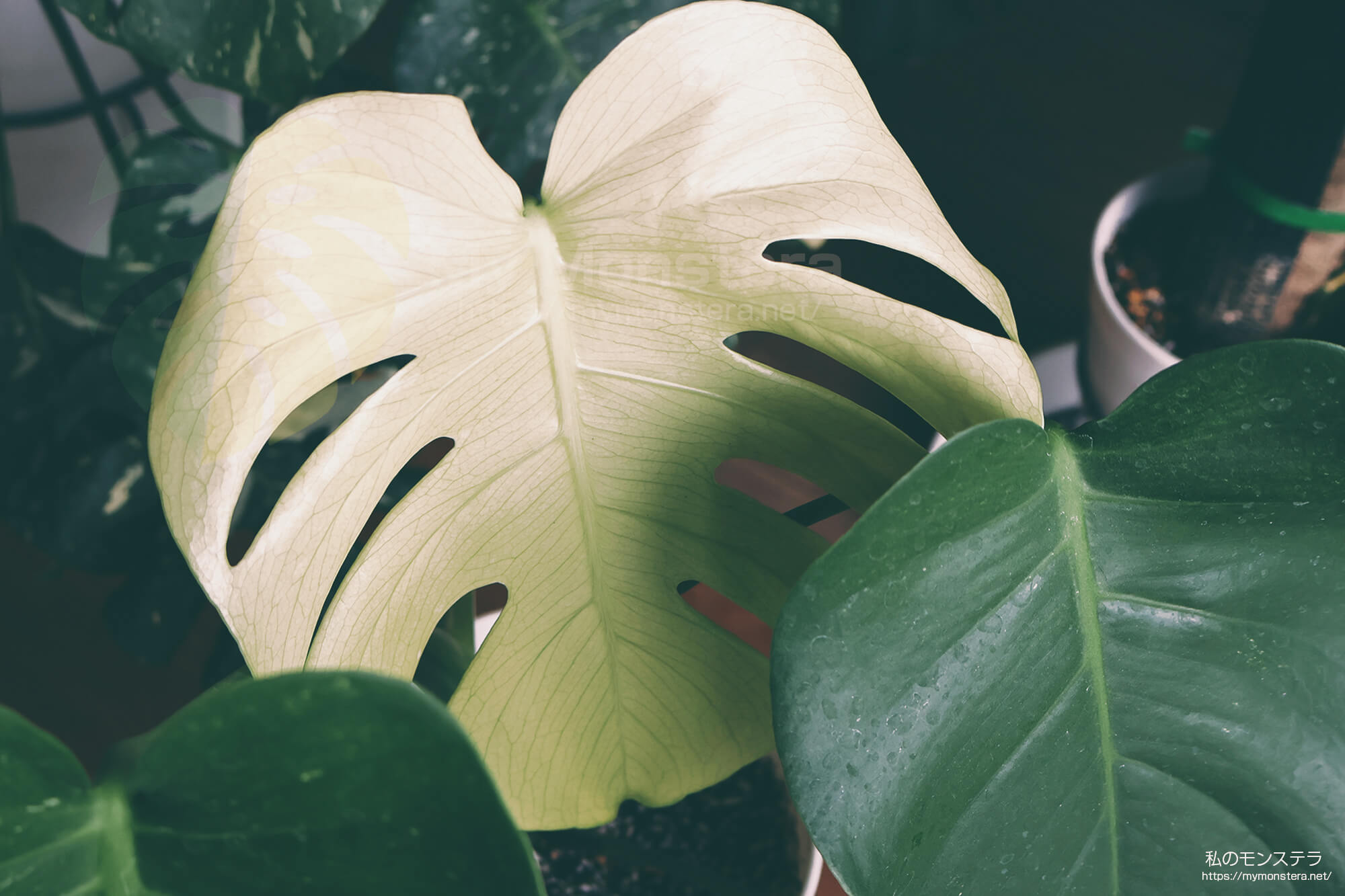 栽培して約一年、斑入りの葉が開いた天津ラン・ホワイトモンスター