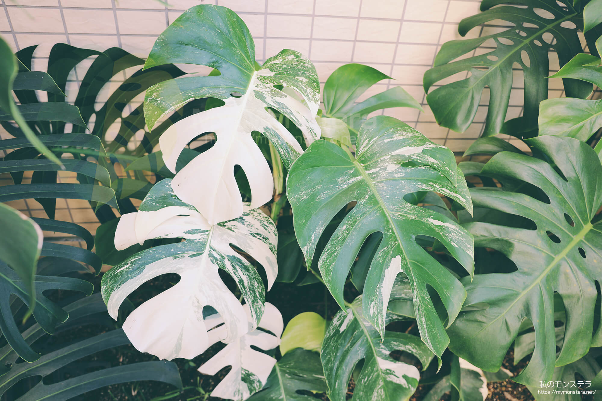 真っ白な斑入りのモンステラ（ホワイトタイガー）を地植え栽培へと移行