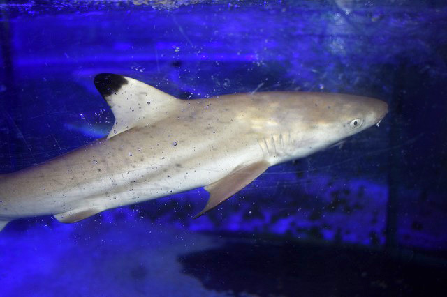 ブラックチップシャーク入荷！ | 生麦海水魚センター