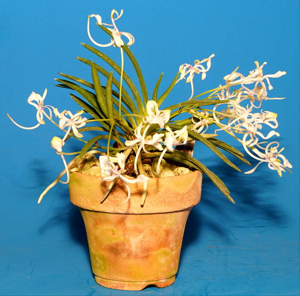 富貴蘭［富貴蘭の花］