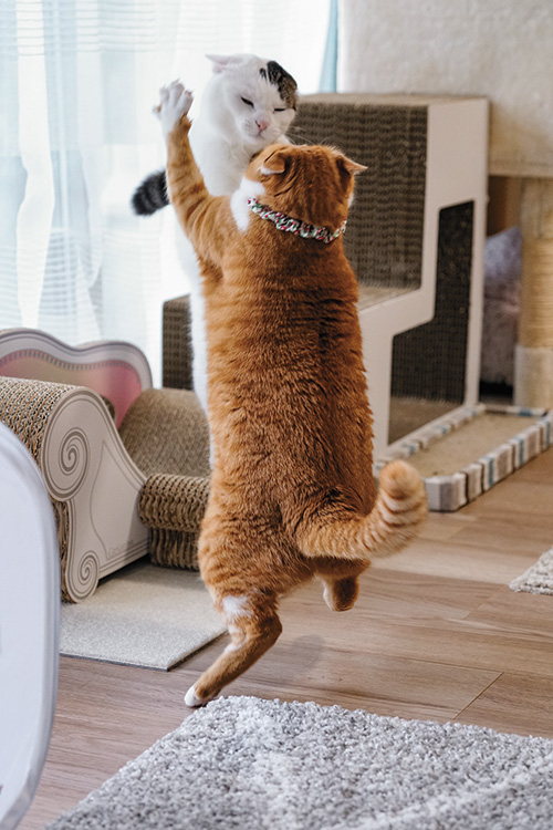 ネコリンピック開催！ナナちゃん＆ポンちゃん