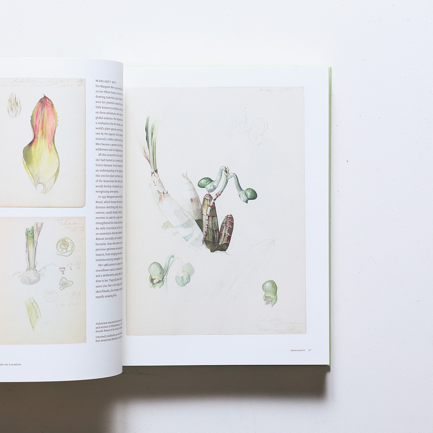 Botanical Sketchbooks | Helen Bynum、William Bynum | nostos books