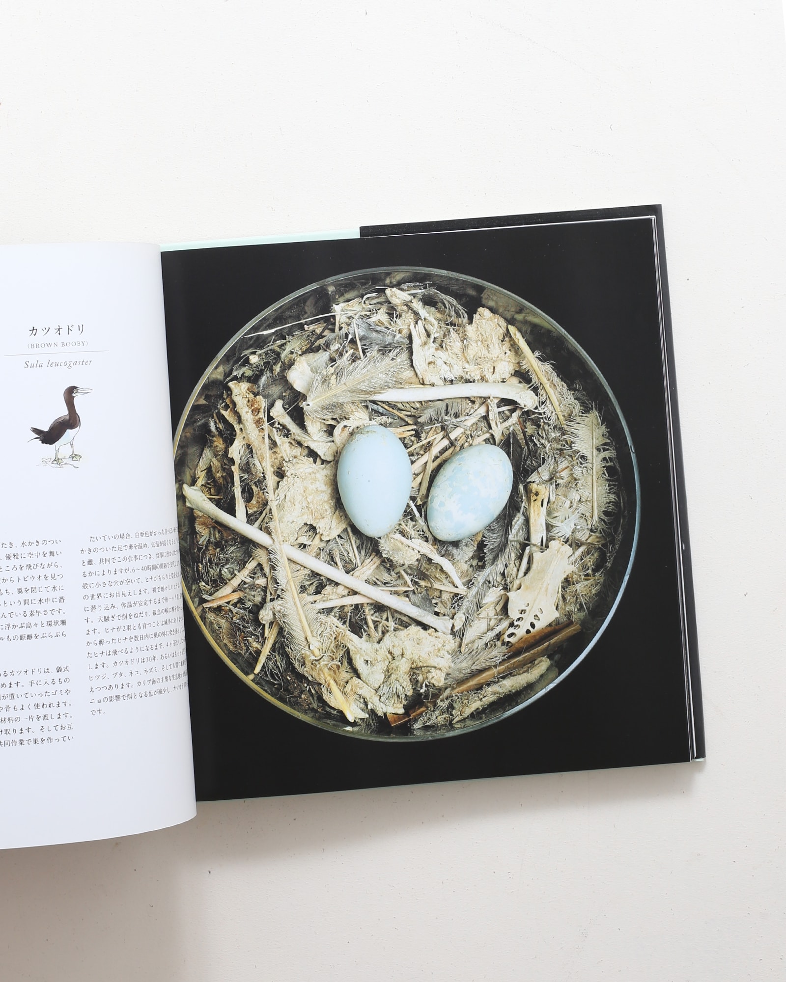 鳥の巣 50個の巣と、50種の鳥たち | シャーロン・ビールズ | nostos