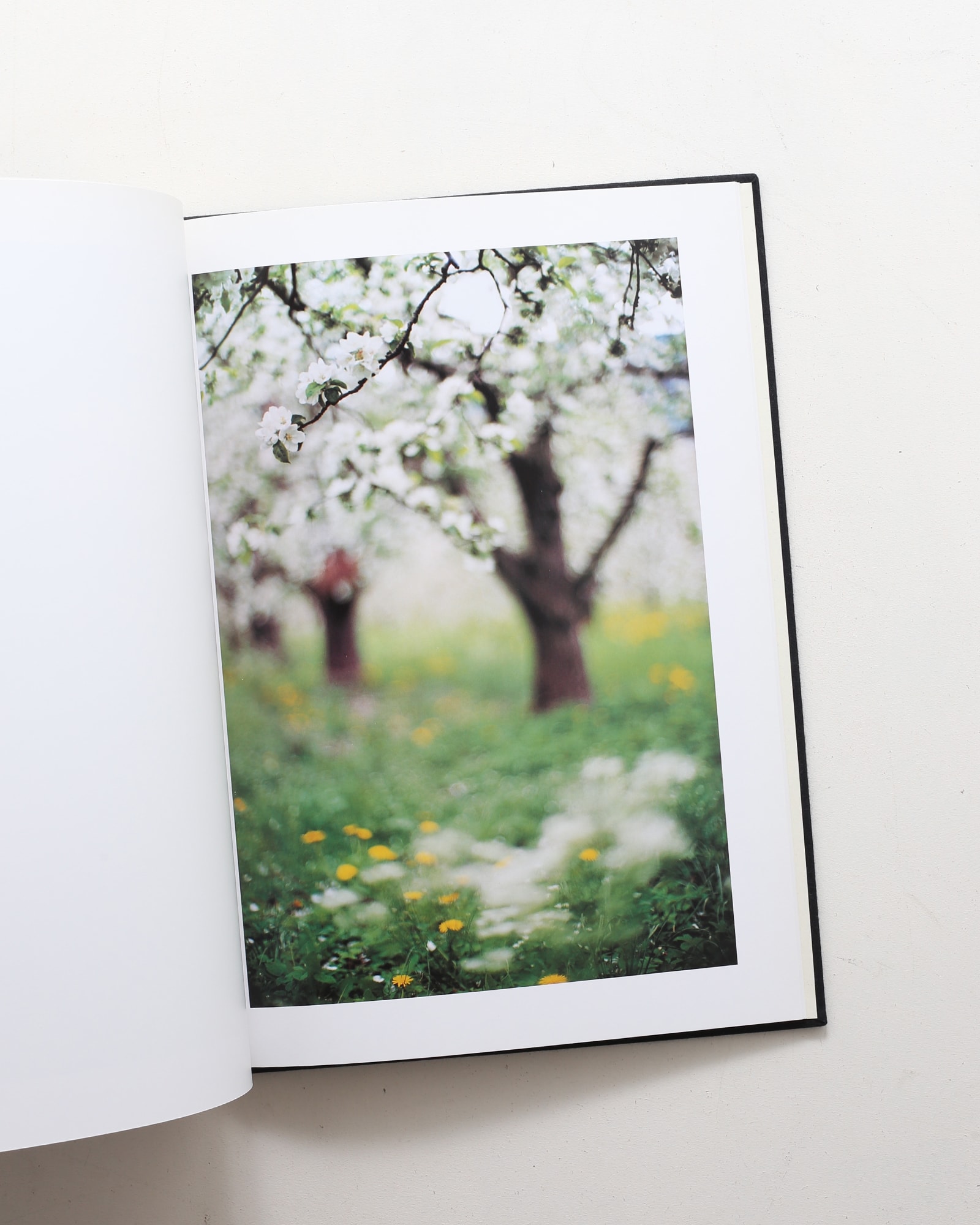 Lana: Photographs Made of a Single Locale | Terri Weifenbach テリ