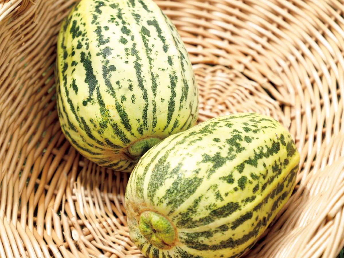 スイカ、メロン、マクワウリ栽培のやり方とコツを解説！(2ページ目