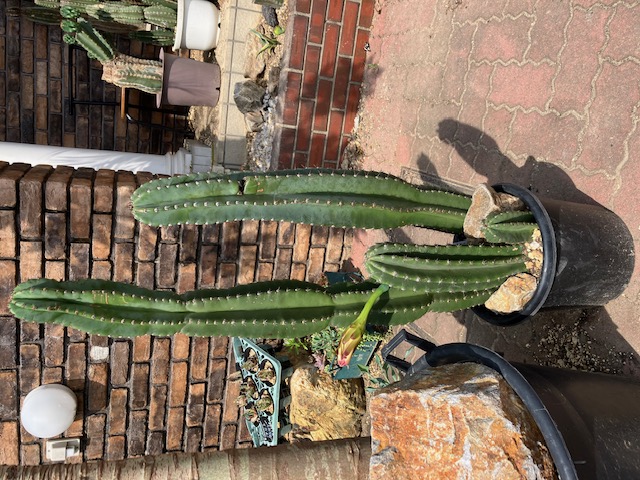 鬼面角錦 柱サボテン 斑入り Yahoo!オークション - 鬼面角錦 鬼面角 錦