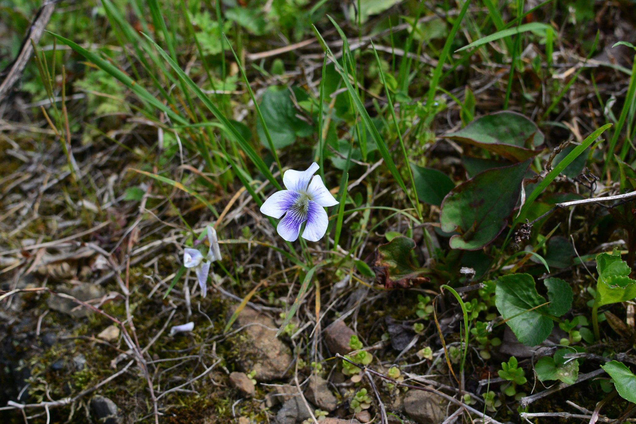 奥多摩植物目録