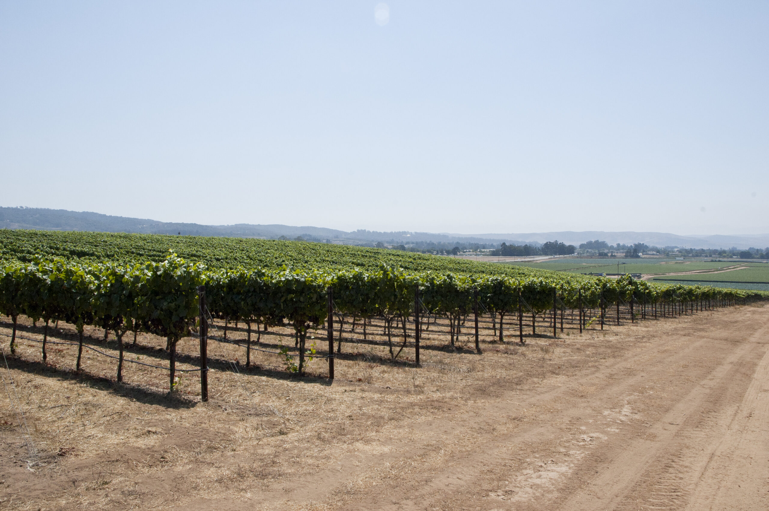 The Ojai Vineyard Solomon Hills - The Ojai Vineyard