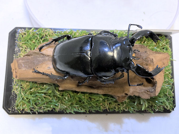 タランドゥスオオツヤクワガタ♂79mmレプリカジオラマ標本