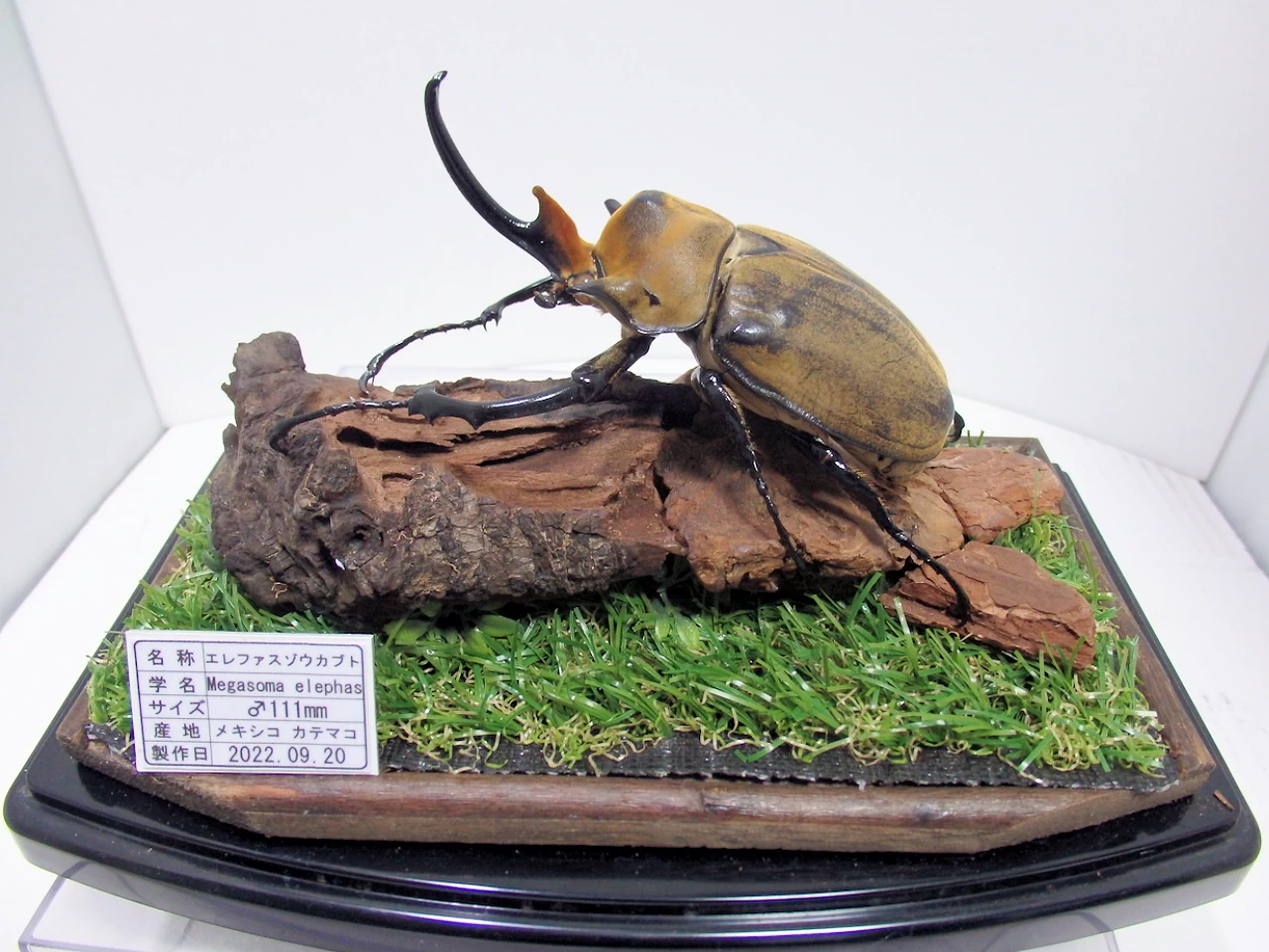 エレファスゾウカブト♂111mm ジオラマ標本 | オオクワ京都昆虫館