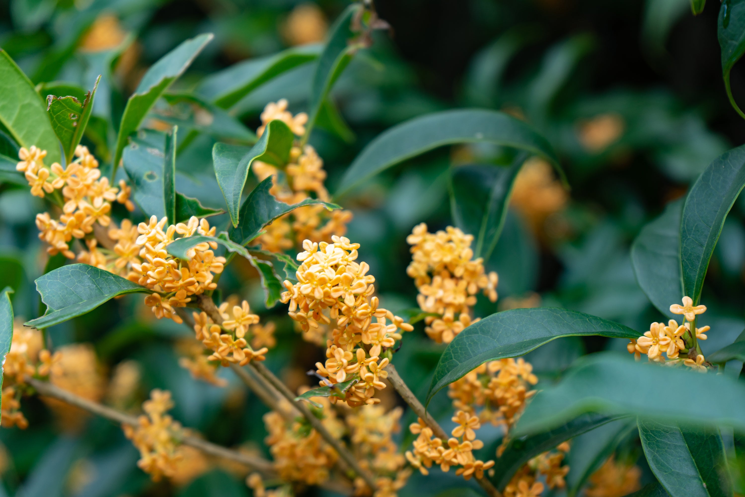 生活の木の金木犀シリーズ – 生活の木 オンラインストア