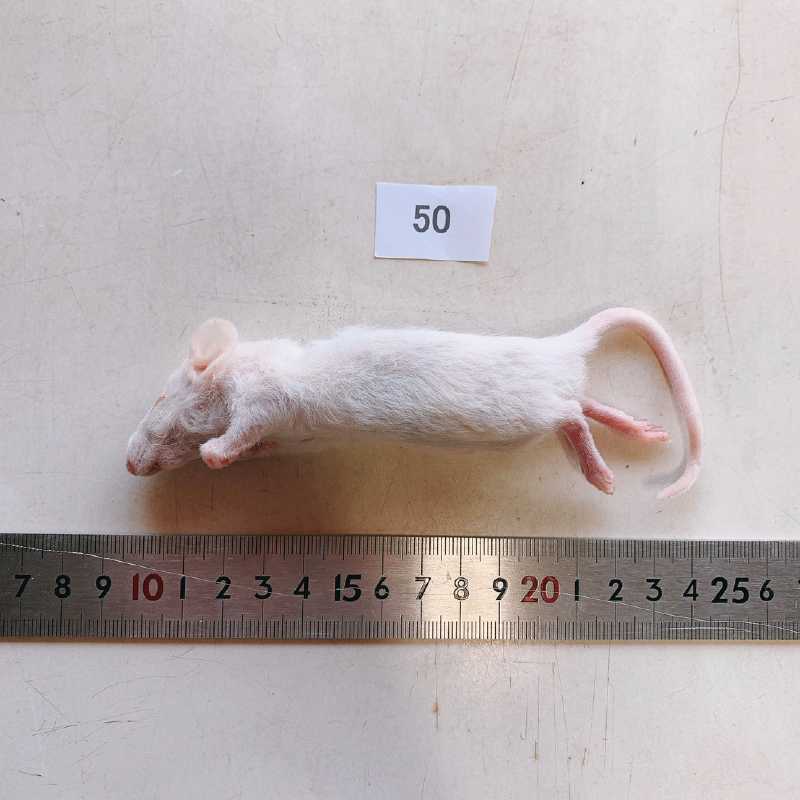 冷凍ラット | リトルモンスターおおさか