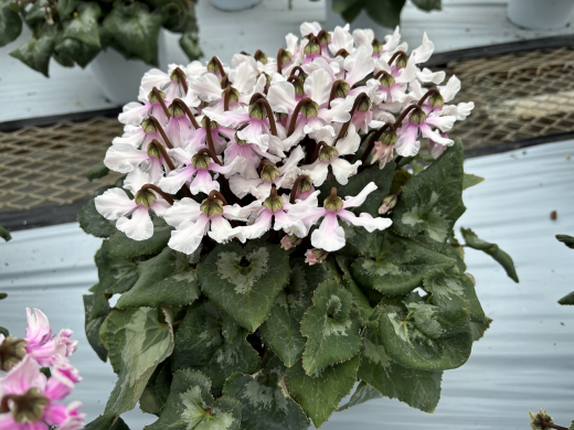 天使の羽 6寸 ホワイト系｜シクラメン栽培の大内園芸