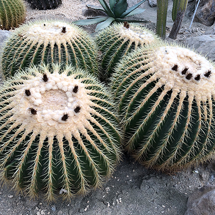 サボテン園 | 逢瀬公園・緑化センター
