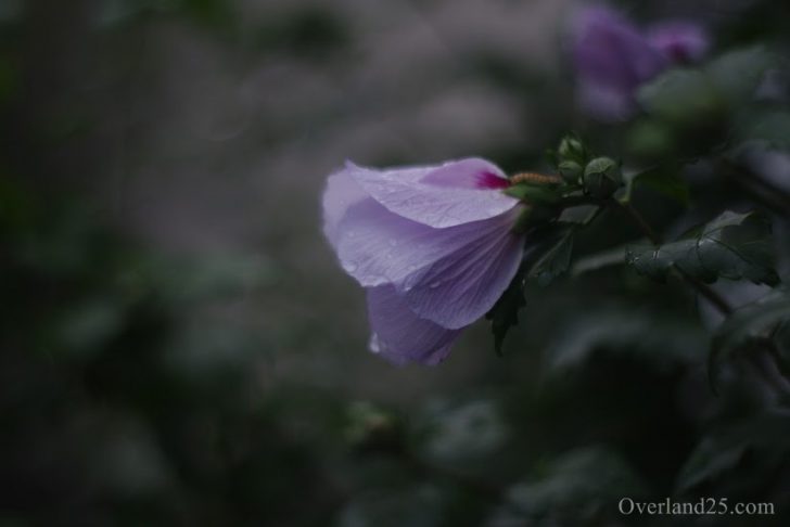 作例】唯一無二なジャンクオールドレンズの写り – Takumar 1.8/55 と