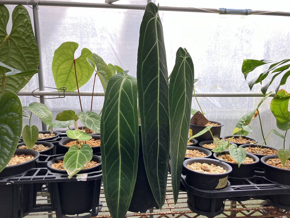 今週のショーケース 湿度系 | オザキフラワーパーク | オザキフラワー