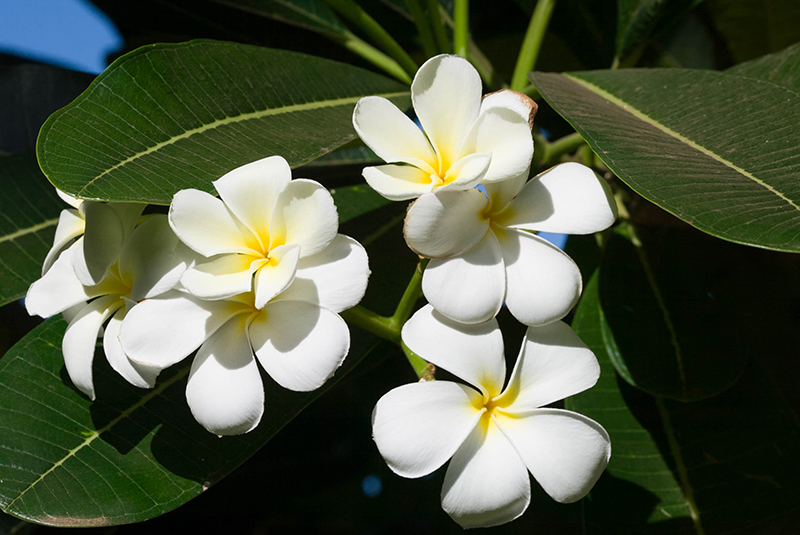 プルメリアの生い立ち | パシフィックリゾートのホロホロ ハワイ カワラ版