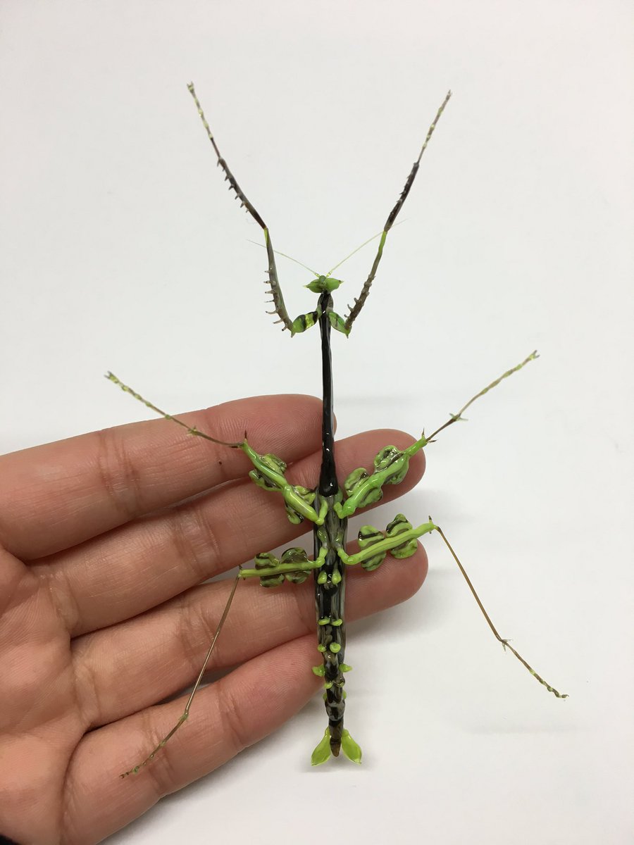 オオカレエダカマキリ！もっと色を研究せねば…！ ((背中の棘を忘れたの