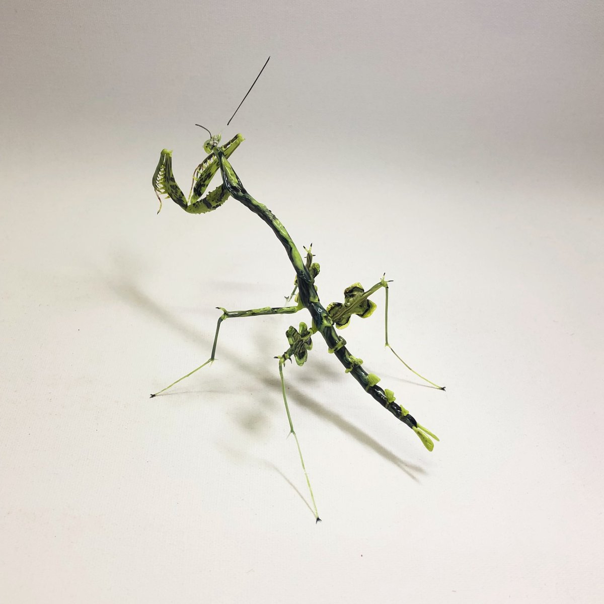 This Toxodera mantis is made of glass mind-blowing work by