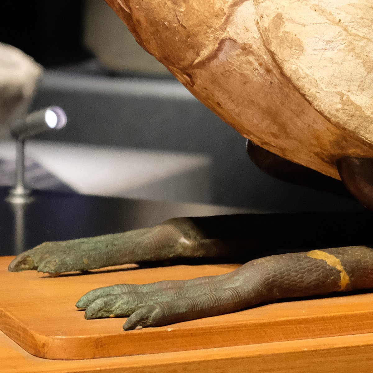 古代エジプトでは、鴇は知恵の神であるトトを表す聖動物で、「鴇像