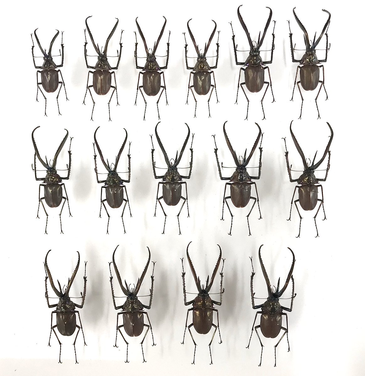 新着標本】 久しぶりにチリクワガタの標本がまとまって入荷🇨🇱 1番