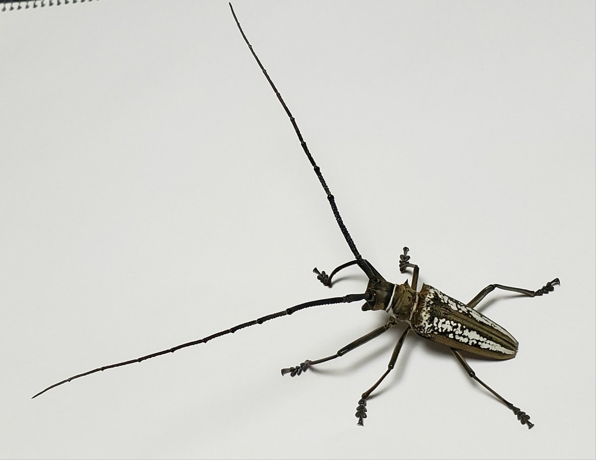 ウォーレスシロスジカミキリ こちらも多数頂いたので作成しました