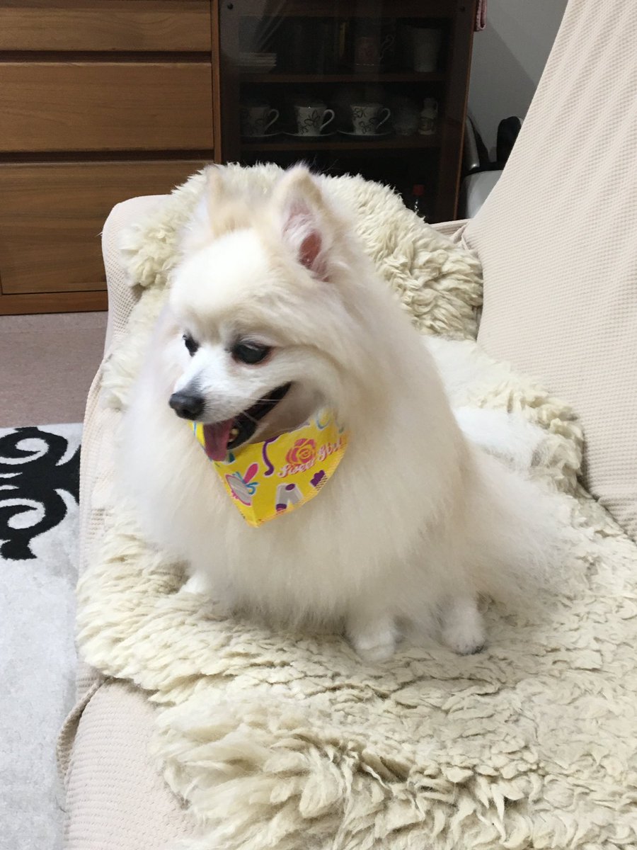 ポメポメ (@pomepome4) / Posts / X