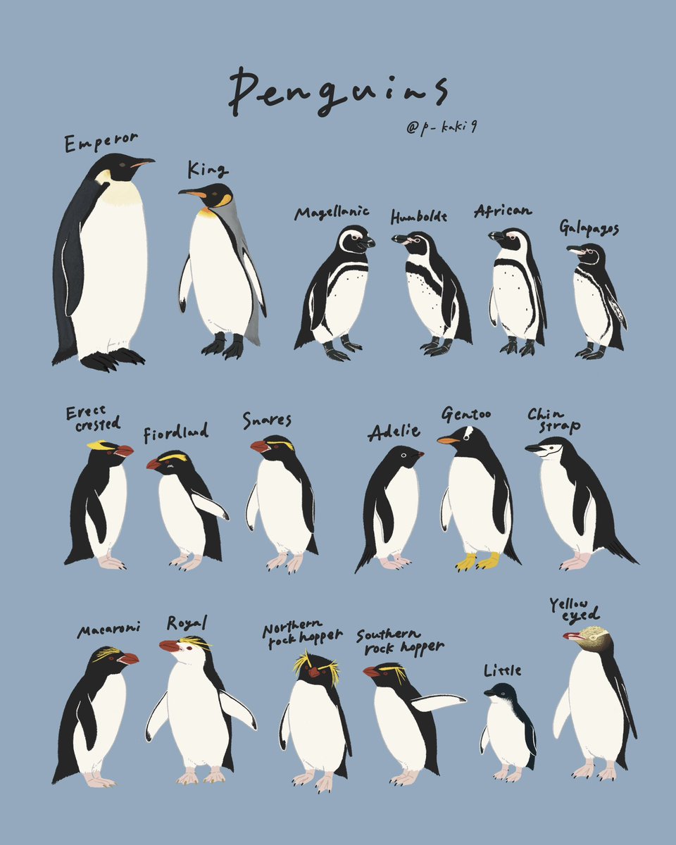 ペンギン18種🐧