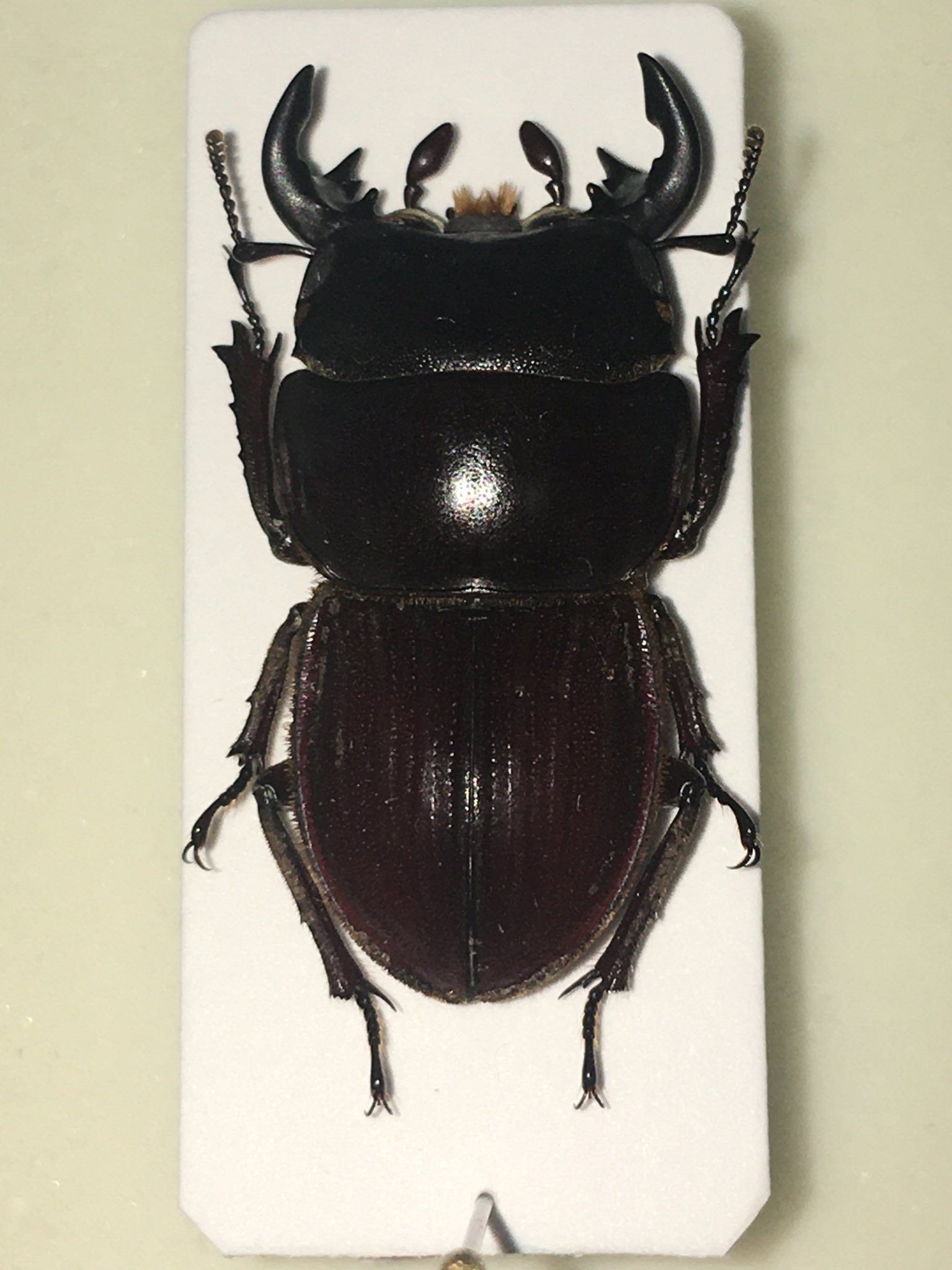 オーストラリア産 オベサスオオコツノクワガタ 35mm オーストラリア産