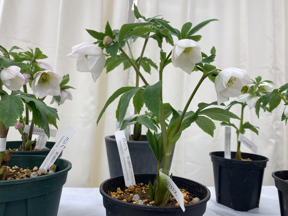 クリスマスローズ展初日、大好評で完売になってしまったヨシノ追加で