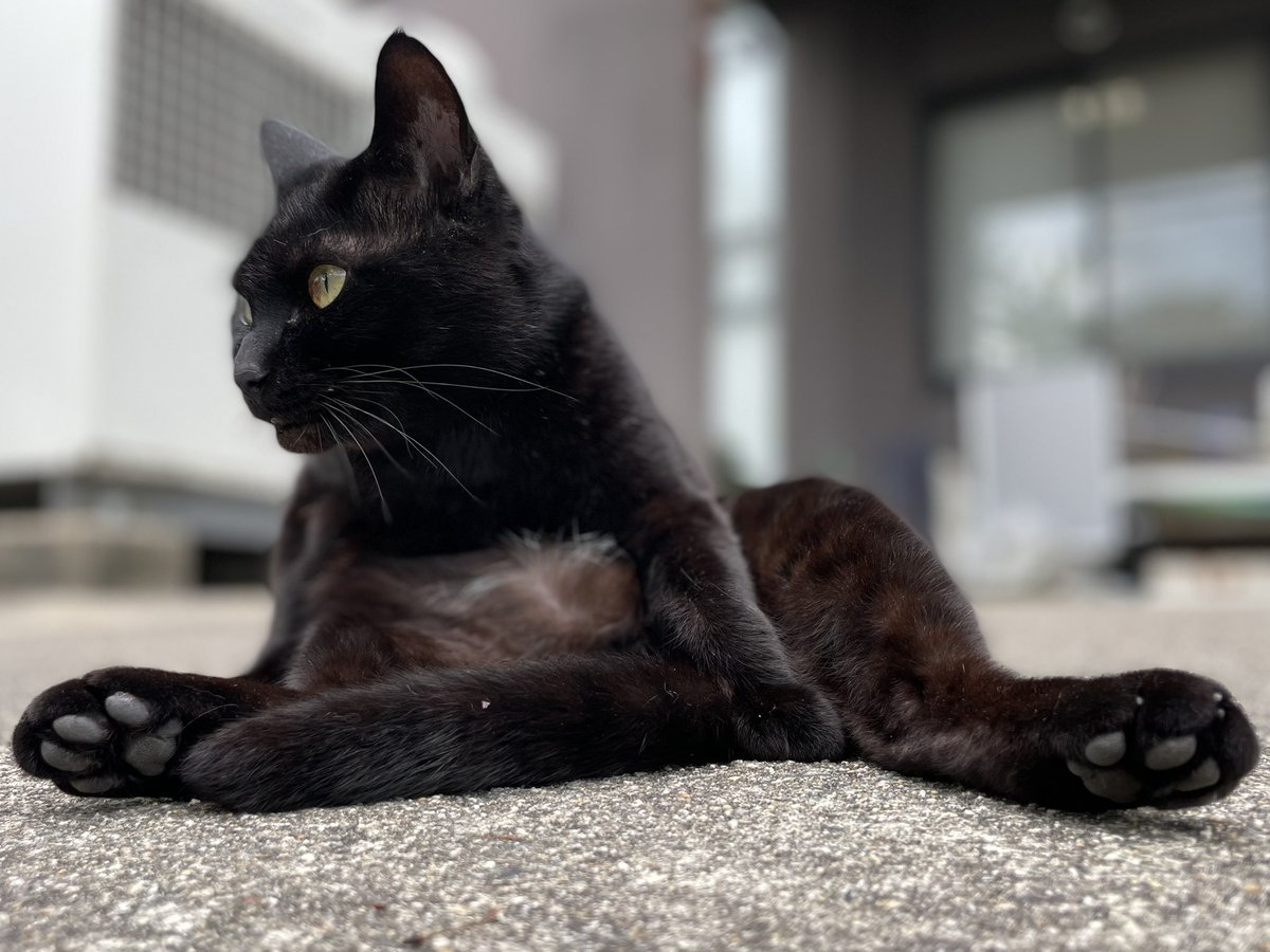 時をかける猫猫016 